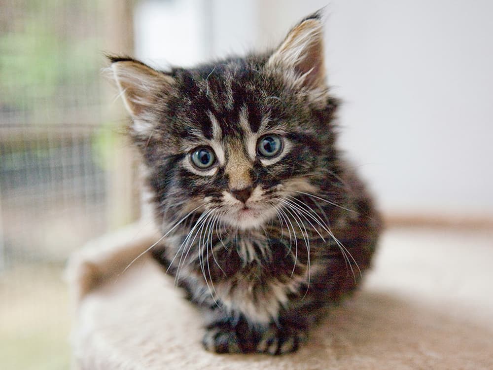 diana-parkhouse-XZuTLRfxwcU-unsplash Kitten sitting