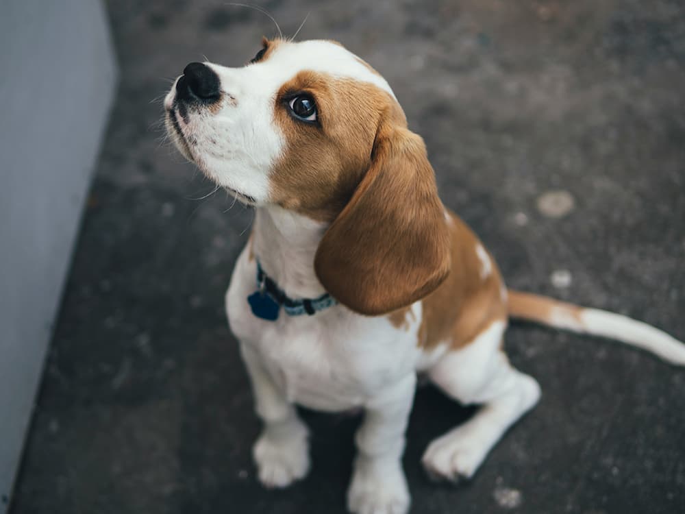 marcus-wallis-4zfacTKyZ7w-unsplash Puppy looking up